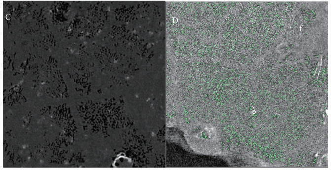 1617255161842540.jpg 黃瓜333.jpg