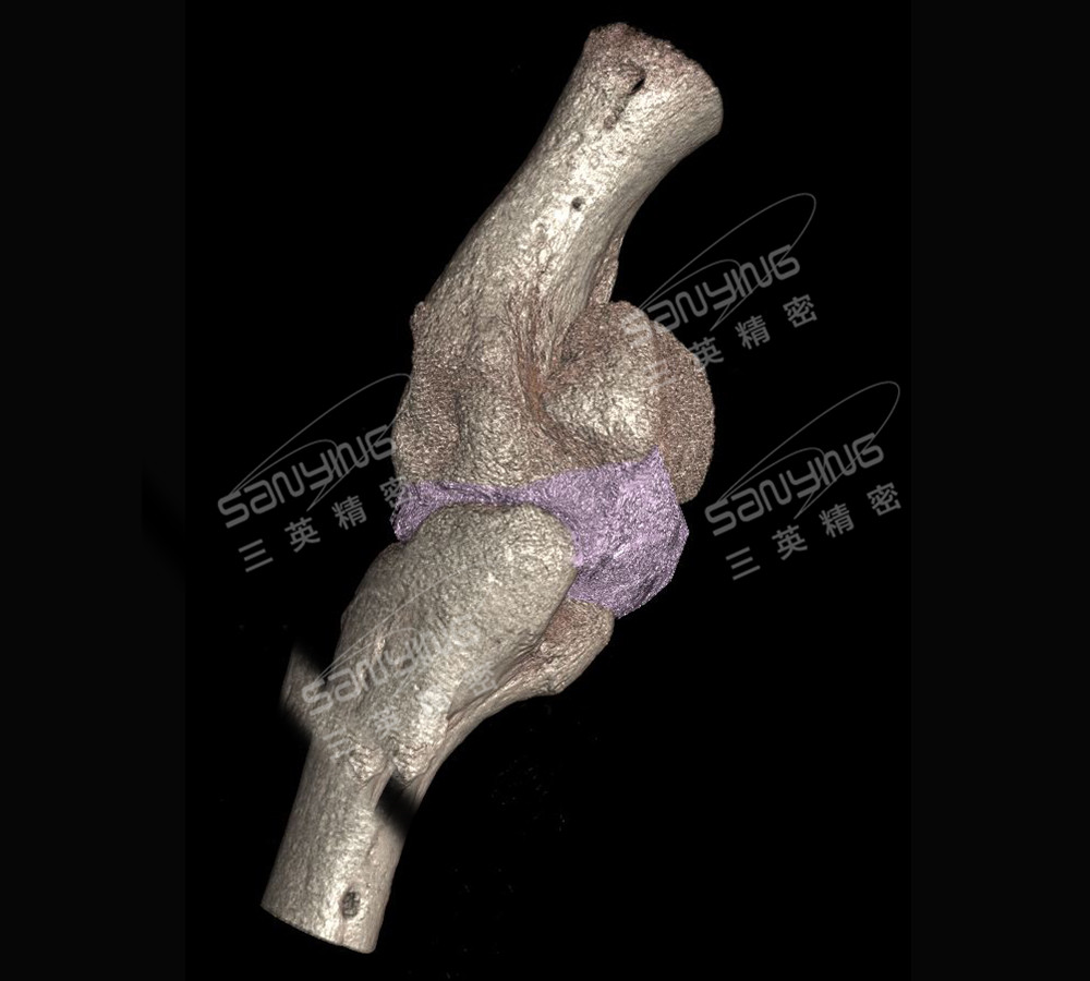 小鼠骨關(guān)節(jié)